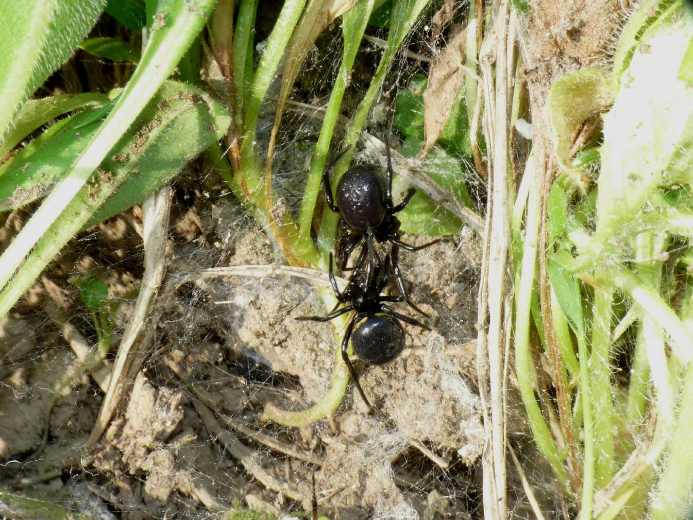 Coppia di Steatoda paykulliana